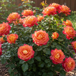Rose Live Plant, Roses Flower Plant, Fragrant Flower for Planting, 4-6 Inches Tall, Bush Shrub Plants, Well Rooted, Ready to Grow (Orange Rose)
