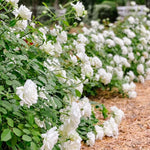 Climbing Rose Live Plant Well Rooted, No Leaf, Ready to Plant Indoor Outdoor, Climber Rose Bush, Hybrid Tea Rose Like, Very Fragrant, Long Bloomer (White)