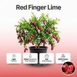 Red Finger Lime Tree Live Plant, Rare Citrus Fruit Tree from 1–2 Feet Tall in 3 Gallon Pot, Ready for Indoor Outdoor Planting