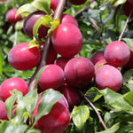Red Plum Tree Plant Live, 2-3 Ft Tall
