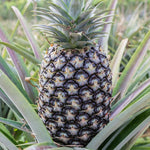 3 White Jade Pineapple Plants Live for Growing 5 to 8 Inch Height, Sweet Pineapple Fruit Tree Live Plant Home Garden