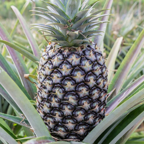 1 White Jade Pineapple Plant Live for Planting, Sweet Pineapple Fruit Tree Live Plant 5 to 8 Inch Tall, Pineapple Starter Plants