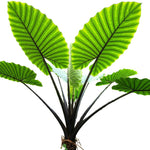 Colocasia Elephant Ears Live Plant, Alocasia Plant, Esculenta Taro Live Houseplant, 5-7 Inc Tall (Green Black Leaf and Stem)