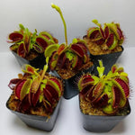 3 Venus Flytrap Plants Live in Pot, Random Different Cultivar, Starter Size, Easy to Grow Tropical Plant Terrarium Indoor Outdoor