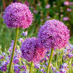6 Purple Allium Bulbs, Ornamental Flower Bulbs for Planting, Garden Flower Bulbs for Landscape Beds, Borders or Outdoor Gardens