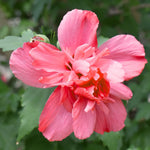 Rose of Sharon Plant Live 6-13 Inch Tall, Althea Hibiscus Syriacus Bush Shrub, in Pot (Red Rose of Sharon)
