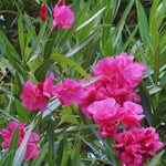 3 Pink Oleander Plants Live, 5 to 7 Inches Tall, Live Oleander Plants, Well Rooted for Gardening Inside Outside