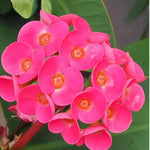 2 Euphorbia Milii Pink Crown of Thorns Plant Live, Cold Hardy Succulent Houseplant 4-7" Tall with Constant Blooms