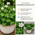 Oxalis Shamrock Live Plant 3-6 Inches Tall, Shade Loving Shamrock Plant for Patio Pots, Containers and Home Decor