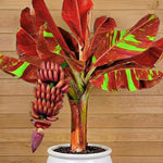Zebrina Banana Plant Tree Live, Cold Hardy 4-7" in Tall, No Pot, Outdoor Spring Planting, Rare and Sweet Banana Plants
