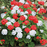Pack 3 Mix Geranium Plants Live, Assorted Geraniums Live Plant for Outdoor Indoor Garden, Perennial Coloful Flowers Plant, No Pot
