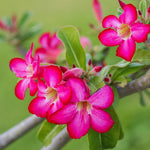 2 Mixed Desert Rose Plants Live, Adenium Desert Rose Plant Live, Perennial Flower Plants for Patio Gardening, 4-7 Inch Tall
