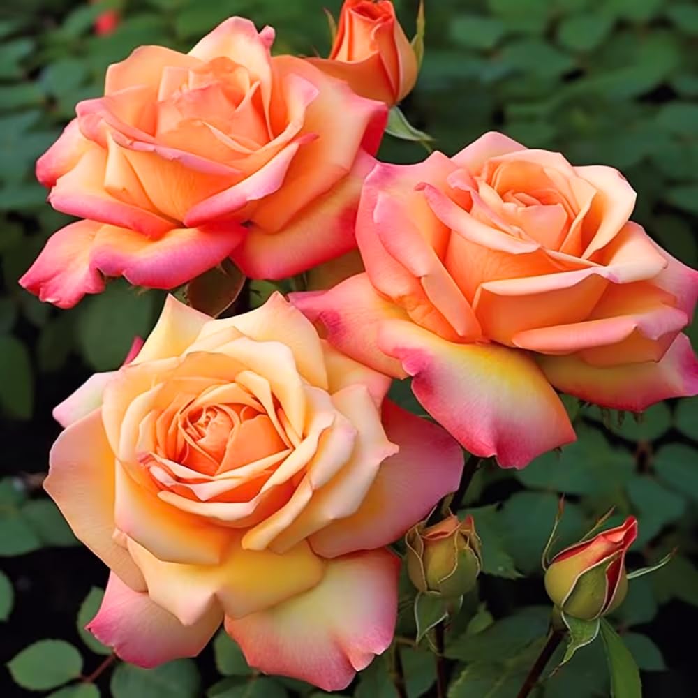 Sunset Rose Bush Live Plant, Rose Plant Live for Planting, 5-10 Inch Tall, Fragrant Flowers Well Rooted Starter Plant Indoor Outdoor