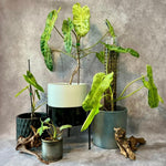 Philodendron Live Plant, Rare Variegated Houseplant 5-8 Inch Tall, Indoor Live Plant for Home or Office Decor, No Pot (Variegated Philodendron)