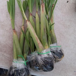 Set 8 Big Lemon Grass Live Plants, Fully Rooted Bare Root Lemongrass Plants Live for Planting, Fresh Rooted Lemongrass Stalks