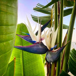 Set 2 White Bird of Paradise Live Plants, Tropical Indoor and Outdoor Ornamental Plant, 4-7 Inch Tall Well Rooted