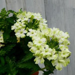 Pack 6 Lime Perennial Verbena Plants, Lime Green Verbena Live Plants, Verbena Flower Trailing Plants Live for Planting, Verbena Plants in Zones 7 to 11