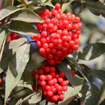 Red Elderberry Tree Live Plant, Berry Shrub, 2-3 Ft Tall