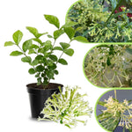 Jasmine Live Plant 4–8″ Tall, Jasmines Flower Vine, Fragrant White Blooms, Outdoor or Container Growing (Night Blooming Jasmine)