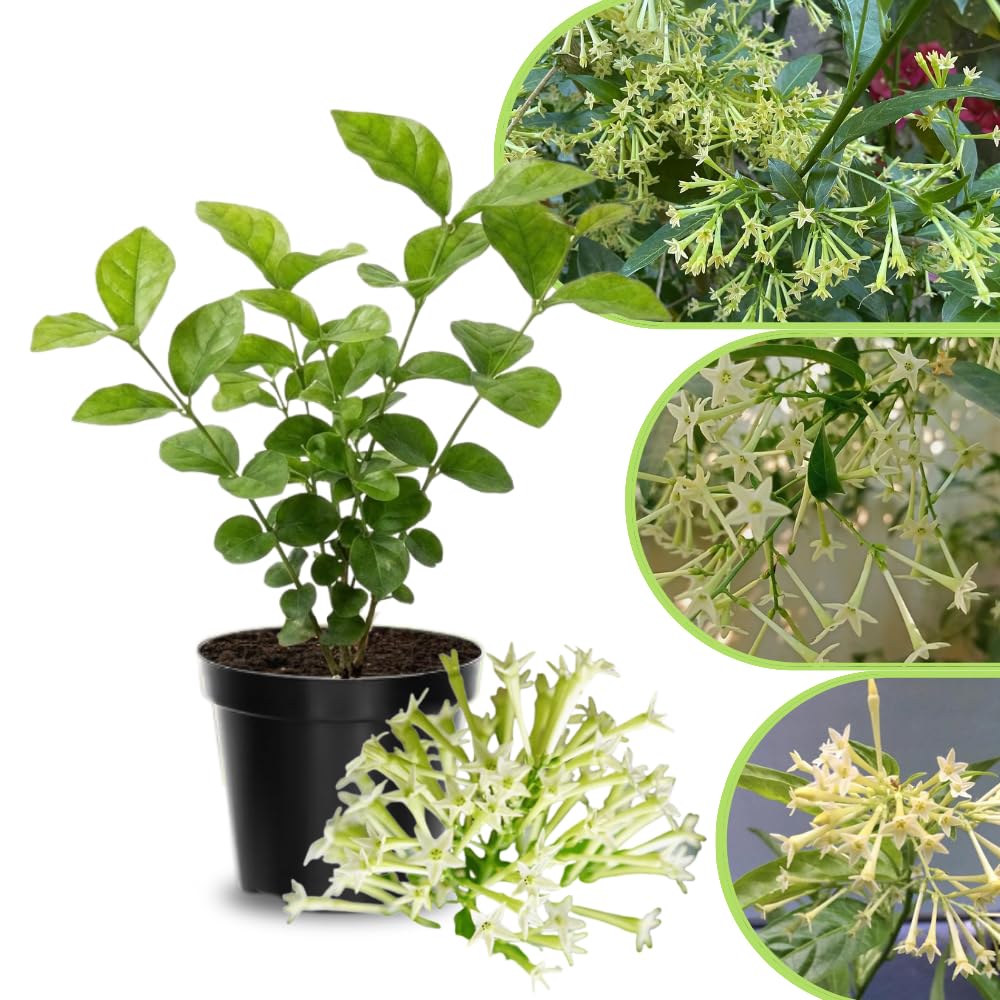 Jasmine Live Plant 4–8″ Tall, Jasmines Flower Vine, Fragrant White Blooms, Outdoor or Container Growing (Night Blooming Jasmine)