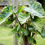 Set 2 Variegated Black Colocasia Elephant Ear Plants Live 4–7 Inches Tall, Tropical Foliage Plants for Outdoor Garden, Large Leaf Plants for Patio, Containers or Landscape