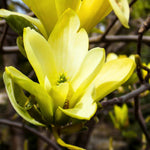 Magnolia Tree Live Plant 6 to 12 Inch Height, Fragrant Magnolia Plant Live to Grow, Magnolia Bush Flowers (Yellow Magnolia)