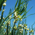 Pack of 100 Walking Onion Seeds, Cold Hardy Egyptian Walking Onion Plant Seeds for Planting, Not Bulbs or Bulbils, Heirloom Perennial Onion Vegetable Garden Seeds