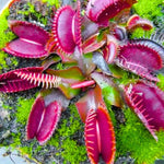 3 Red Venus Flytraps Plants Live, Starter Plants Fly Trap Dionaea Muscipula for Plantsing