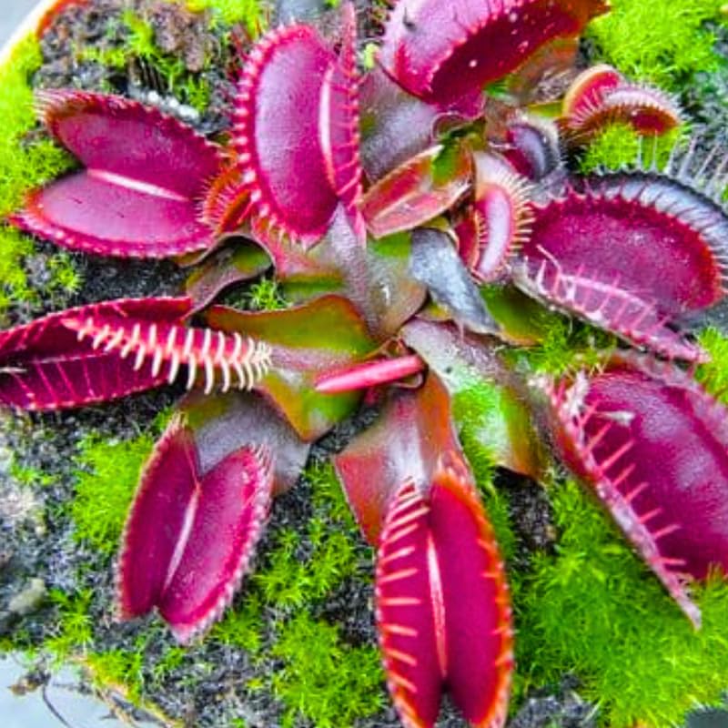 3 Red Venus Flytraps Plants Live, Starter Plants Fly Trap Dionaea Muscipula for Plantsing