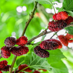 Red Mulberry Tree for Planting 4 to 8 Inch Tall, Mulberry Live Plant Outdoor, Mulberry Fruits