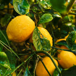 Live Meyer Lemon Tree Plant, Lemon Citrus Fruit Tree, 2-4 Inches Tall in 4 Inch Pot, Ready for Planting