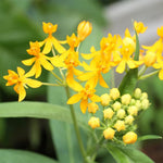 Pack 2 Yellow Milkweed Live Plants, Butterfly Milkweed Shrub, Asclepias Tuberosa Plants 4-8 Inches