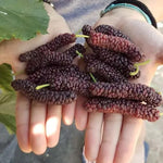Set of 2 Pakistan Mulberry Trees Live Plants, Starter 4-6 Inches Tall, No Pot, Mulberry Bush Fruit for Outdoor Growing, Cold Hardy
