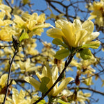 Magnolia Tree Live Plant 6-12 Inch Height, Fragrant Magnolia Plant Live to Grow, Magnolia Bush Flowers (Yellow Bird Magnolia)
