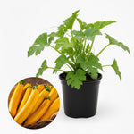 2 Yellow Zucchini Plants Live, 4 Inc Potted, Fast Growing Squash Vegetable Garden Plants