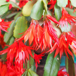 Red Easter Cactus Plant Live 4-7 Inches, Spring Easter Cactus, Vibrant Seasonal Blooms for Indoor Planting