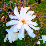 Magnolia Tree Live Plant 12 to 18 Inch Tall, Fragrant Magnolia Plant Live, Magnolia Bush Live Plant in Gallon Pot (Star Magnolia)