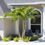 Palm Tree Live Plant Indoor Outdoor, Rare Succulent Palm Houseplant for Indoor or Outdoor Growing, 1 Gallon Pot, Bright Red Fruit