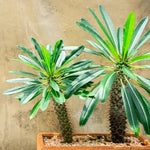 Palm Tree Live Plant Indoor Outdoor, Rare Succulent Palm Houseplant for Indoor or Outdoor Growing, 1 Gallon Pot, Green Leaves White Flowers