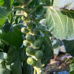 2 Pots Brussel Sprouts Plants, 4 Inch Pot Vegetable Plants Live for Planting, Cold Hardy, Easy to Grow for Containers and Garden Beds