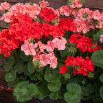 Pack 3 Mix Geranium Plants Live, Assorted Geraniums Live Plant for Outdoor Indoor Garden, Perennial Coloful Flowers Plant, No Pot