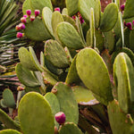 Green Prickly Pear Cactus Plant Live, 4 Inch Potted, Prickly Pear Cactus Plant, Hardy Succulent Cactus for Indoor or Outdoor Decoration