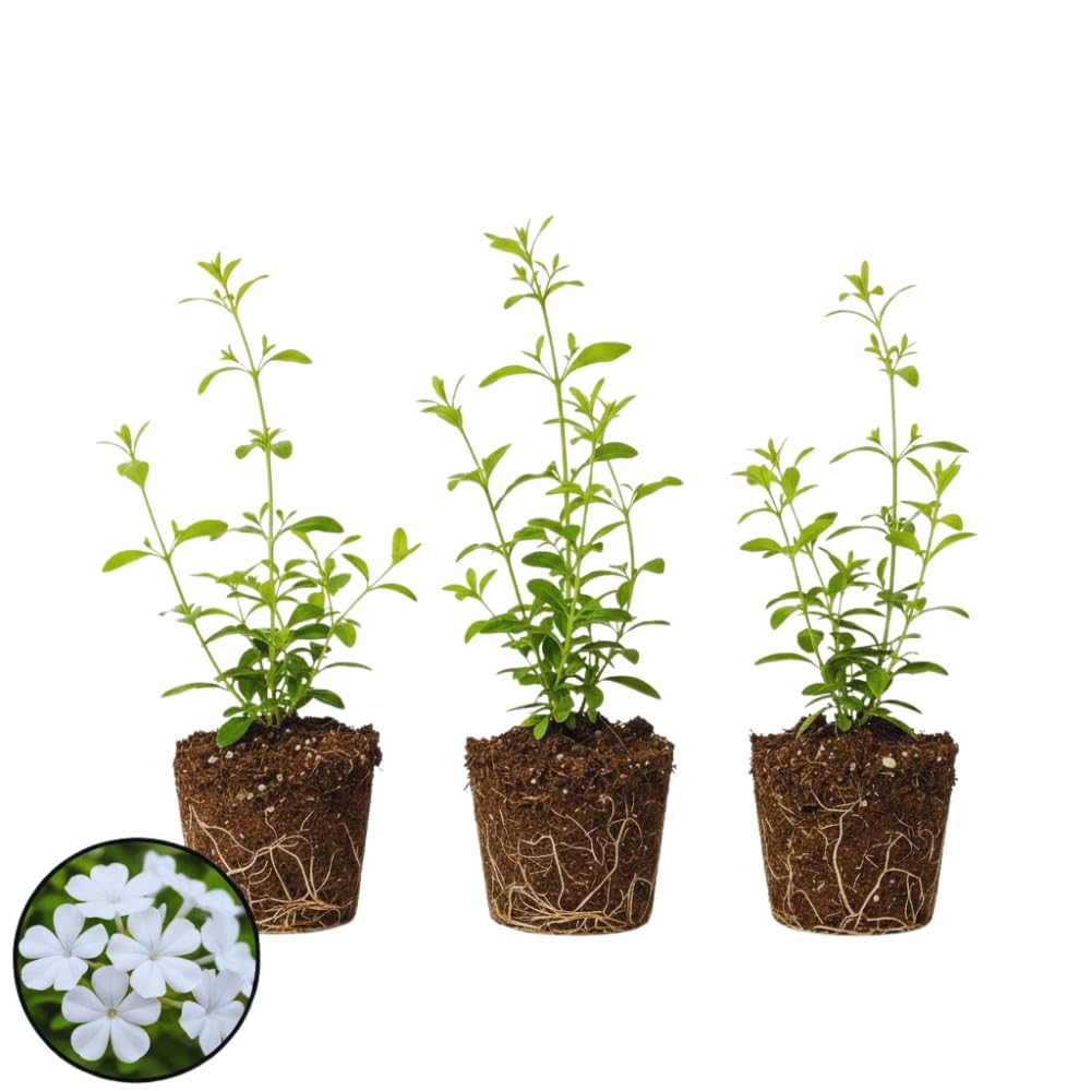 3 White Plumbago Plants Live, Plumbago Flower Live Plants, 4 to 6 Inc Tall, Tropical Shrub Plant