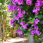 2 Bright Purple Bougainvillea Plants Live, Flowering Bougainvillea Vine 4-8 Inc Height, Climbing Plant for Outdoor Garden and Trellis
