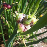 200 Egyptian Walking Onion Seeds, Heirloom Perennial Walking Onion Seeds, Not Bulbs, Cold Hardy Vegetable Seeds for Garden Planting