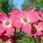 Pack 2 Pink Dogwood Trees for Planting Outdoors, 6 to 12 Inc Tall Pink Flowering Dogwood Trees Live Plants in 2.5" Pot, Cold Hardy, Well Rooted