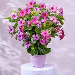 Set of 2 Mandevilla Plants Live, Pink Mandevilla Live Plants, 5 to 6 Inches Tall, Mandevilla Well Rooted