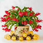 4 Christmas Cactus Plants Live, 5-9 Inch Tall (Red)