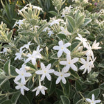 Climbing Star Jasmine Plant Live 4-7 Inches Tall, Fragrant Flowering Vine for Garden, Patio Containers and Indoor Growing