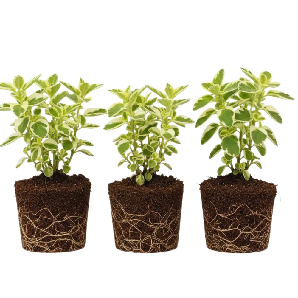 Set 3 Variegated Cuban Oregano Plants Live Mexican Mint Plant, Spanish Thyme Starter Plants from 4 Inc in Height, Fragrant Herb Well Rooted